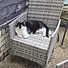 cat, black_and_white, lounging, chair, woven_chair, outdoor, patio, stone_floor, wooden_wall, relaxed, pet, feline, resting, domestic_cat, animal, side_view, single_cat, quiet, calm, daytime