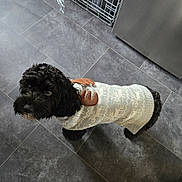 Willow joined the competition — help win amazing prizes! dog, black_dog, sweater, antlers, pet_clothing, curious, indoors, kitchen, floor_tiles, looking_up, fur, small_dog, cute, cozy, animal, companion, domestic_animal, portrait, standing, curly_fur