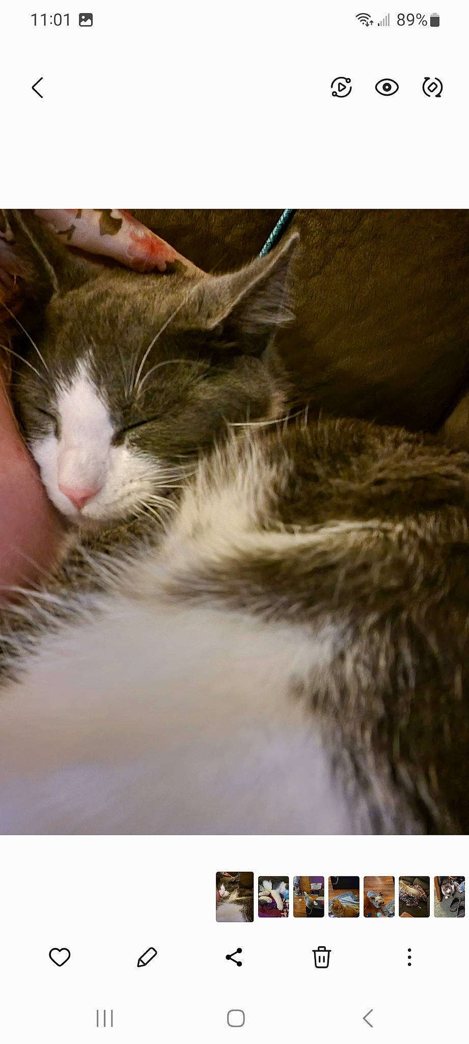 Toulouse joined the competition — help win amazing prizes! art, carnivore, cat, claw, cloud, domestic_short_haired_cat, eyelash, felidae, fur, illustration, paw, rectangle, sky, small_to_medium_sized_cats, snout, square, stock_photography, tail, visual_arts, whiskers