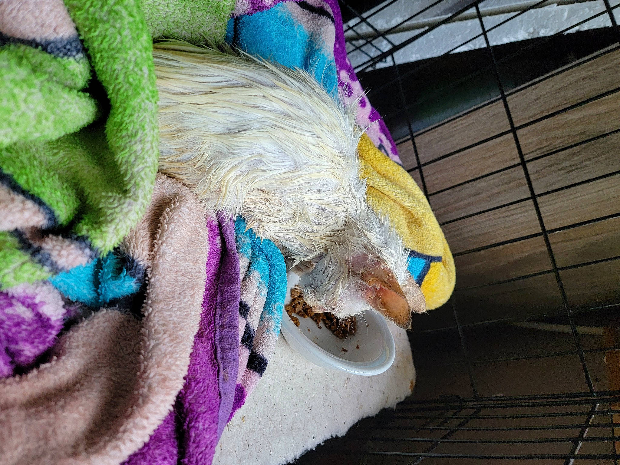 Sugar joined the competition — help win amazing prizes! art, craft, creative_arts, electric_blue, fashion_accessory, fiber, fur, fur_clothing, hat, knitting, magenta, natural_material, needlework, pattern, purple, sleeve, thread, wool, woolen, woven_fabric