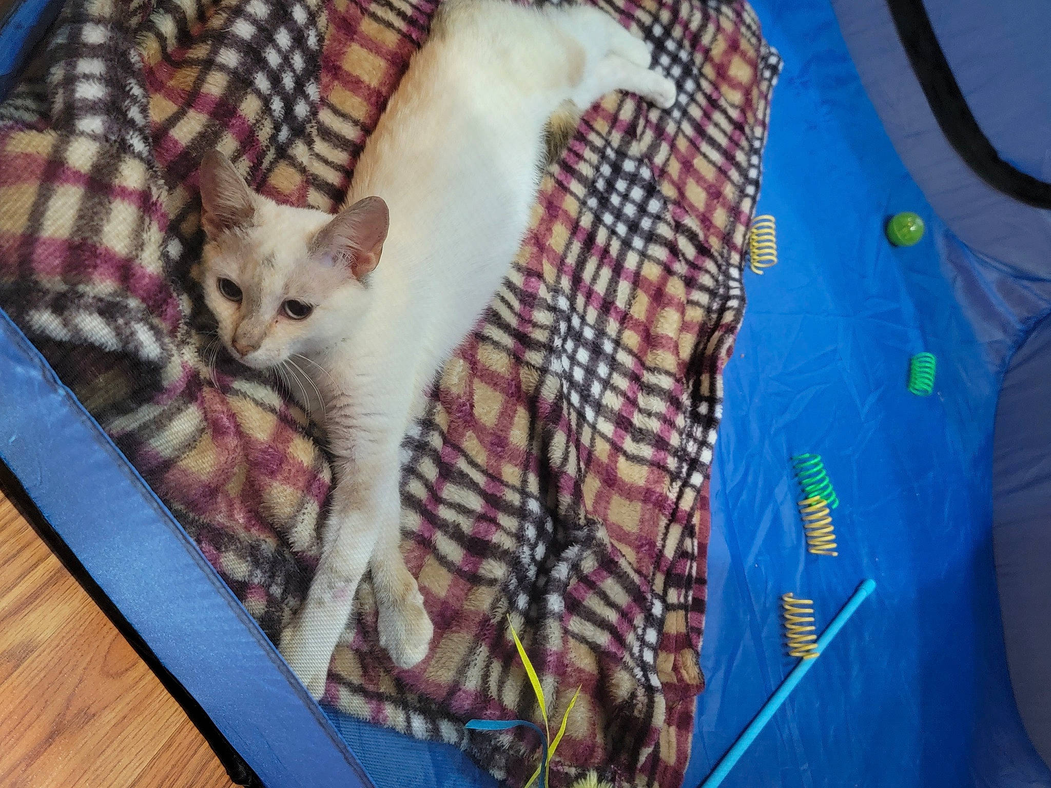 Sugar is registered to the contest to win money with this photo: carnivore, cat, comfort, domestic_short_haired_cat, electric_blue, fawn, felidae, fur, hardwood, linens, nap, pattern, paw, plaid, small_to_medium_sized_cats, tail, tartan, textile, whiskers, wood