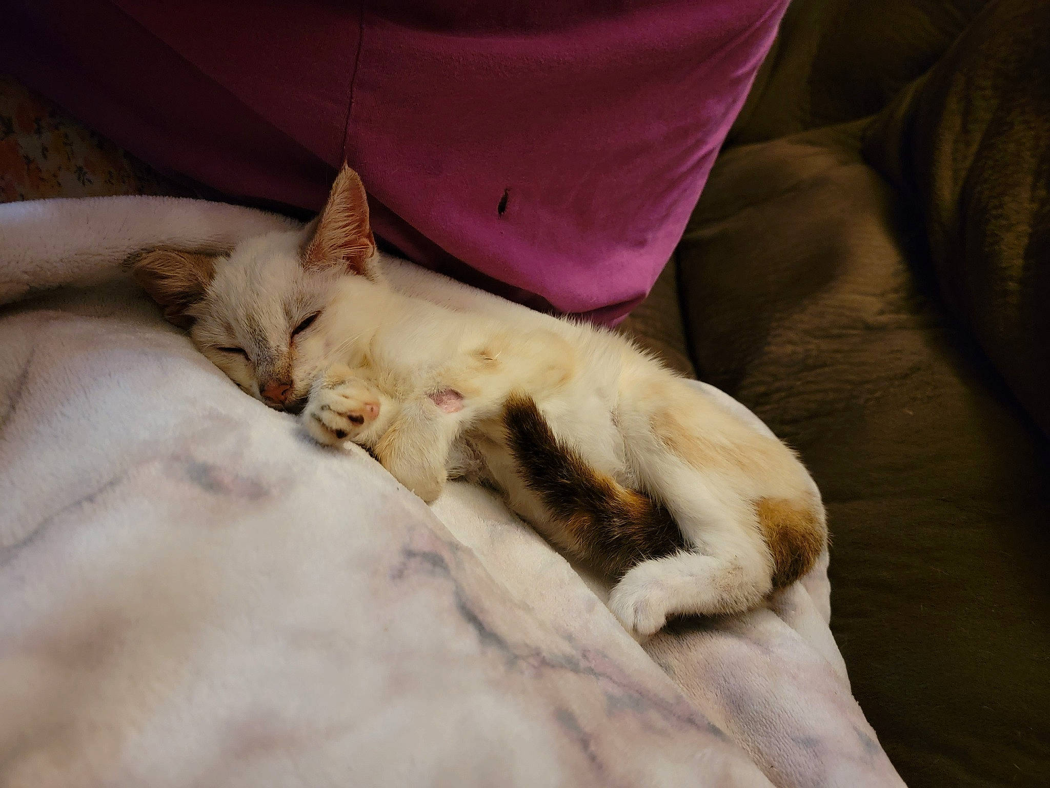 Sugar is registered to the contest to win money with this photo: bed, bedding, carnivore, cat, claw, comfort, domestic_short_haired_cat, duvet, fawn, felidae, fur, human_leg, linens, paw, pillow, small_to_medium_sized_cats, tail, textile, throw_pillow, whiskers