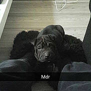 Loki participe au concours pour gagner de l'argent avec cette photo :