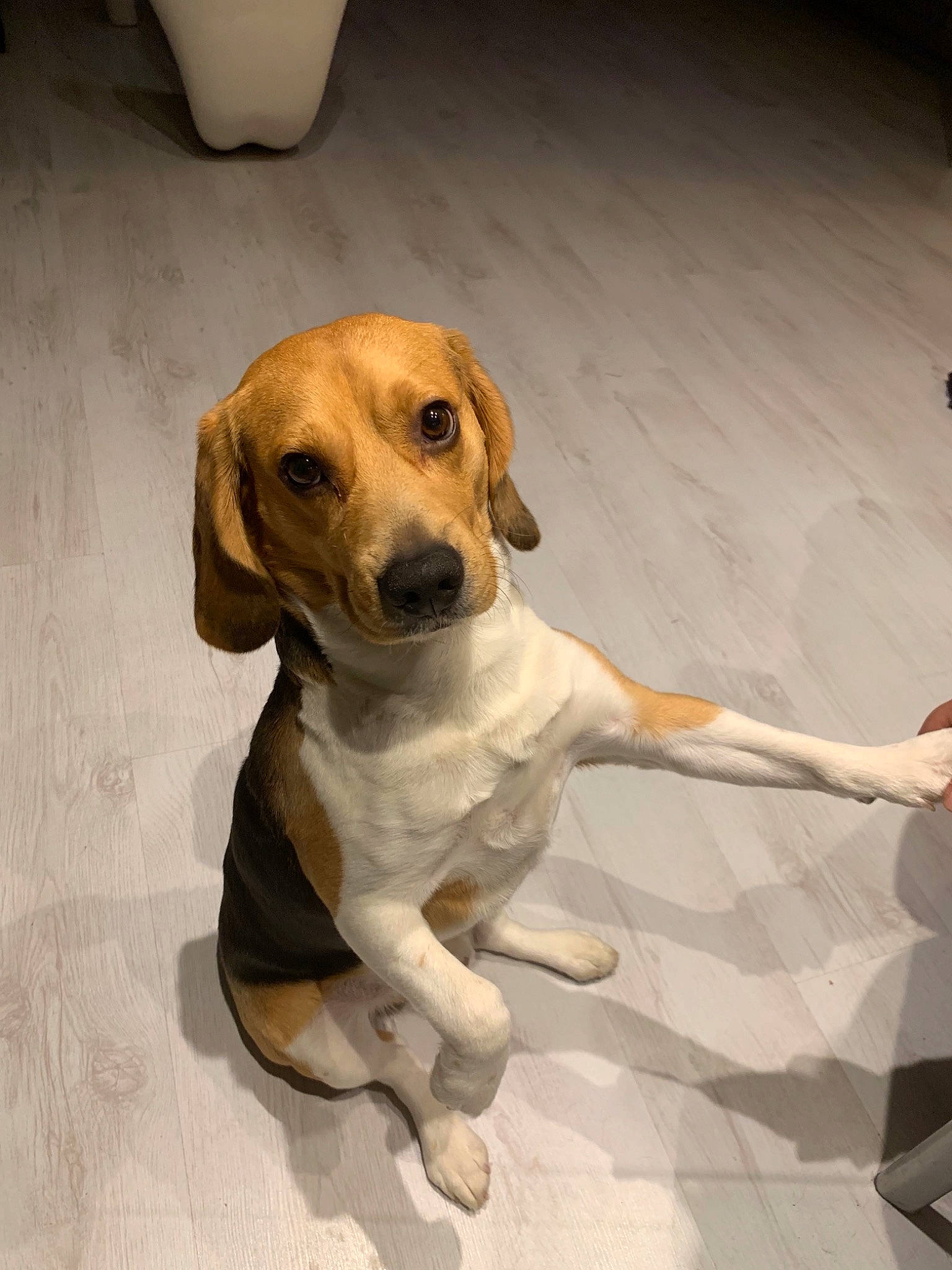 Nobel a rejoint le concours — aidez-le/la à gagner de superbes lots ! american_foxhound, beagador, beagle, canidae, carnivore, companion_dog, dog, dog_breed, fawn, harrier, hound, hunting_dog, mammal, puppy, rare_breed_dog, rhodesian_ridgeback, snout, sporting_group, treeing_walker_coonhound, vertebrate