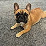 Remi is registered to the contest to win money with this photo: dog, french_bulldog, carpet, indoor, pet, animal, brown, black_muzzle, ears, paw, floor, furniture, door, canine, looking, laying_down, domestic, house, cute, companion