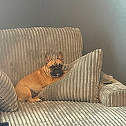 Remi is registered to the contest to win money with this photo: dog, french_bulldog, couch, cushion, indoor, pet, relaxed, seated, striped, plush, furniture, brown_dog, looking_at_camera, cozy, home, living_room, animal, companion, resting, paw