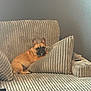 dog, french_bulldog, couch, cushion, indoor, pet, relaxed, seated, striped, plush, furniture, brown_dog, looking_at_camera, cozy, home, living_room, animal, companion, resting, paw