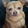 Niko is registered to the contest to win money with this photo: dog, chihuahua, pet, small_dog, tan_dog, gold_chain, sitting, indoor, close_up, cute, smiling, fur, animal, domestic_animal, companion, portrait, face, ears, paw, human_partial