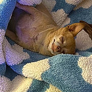 Niko joined the competition — help win amazing prizes! dog, sleeping, blanket, cozy, small_dog, fur, cute, resting, indoor, pet, animal, relaxation, comfort, snuggled, ears, closed_eyes, muzzle, warm, soft_texture, peaceful