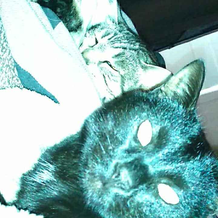 Doudou Léo Nina a rejoint le concours — aidez-le/la à gagner de superbes lots ! abyssinian, animal, blackcat, blanket, cat, computer, egyptiancat, electronics, hardware, kitten, manx, person, pet, quilt, siamese, sleeping