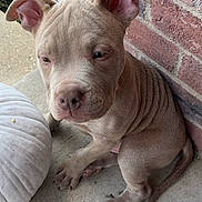 Simba joined the competition — help win amazing prizes! animal, brick_wall, brown, closeup, concrete, cute, dog, ears, fall, nose, outdoor, paw, pet, porch, pumpkin, puppy, sitting, tail, wrinkles, young