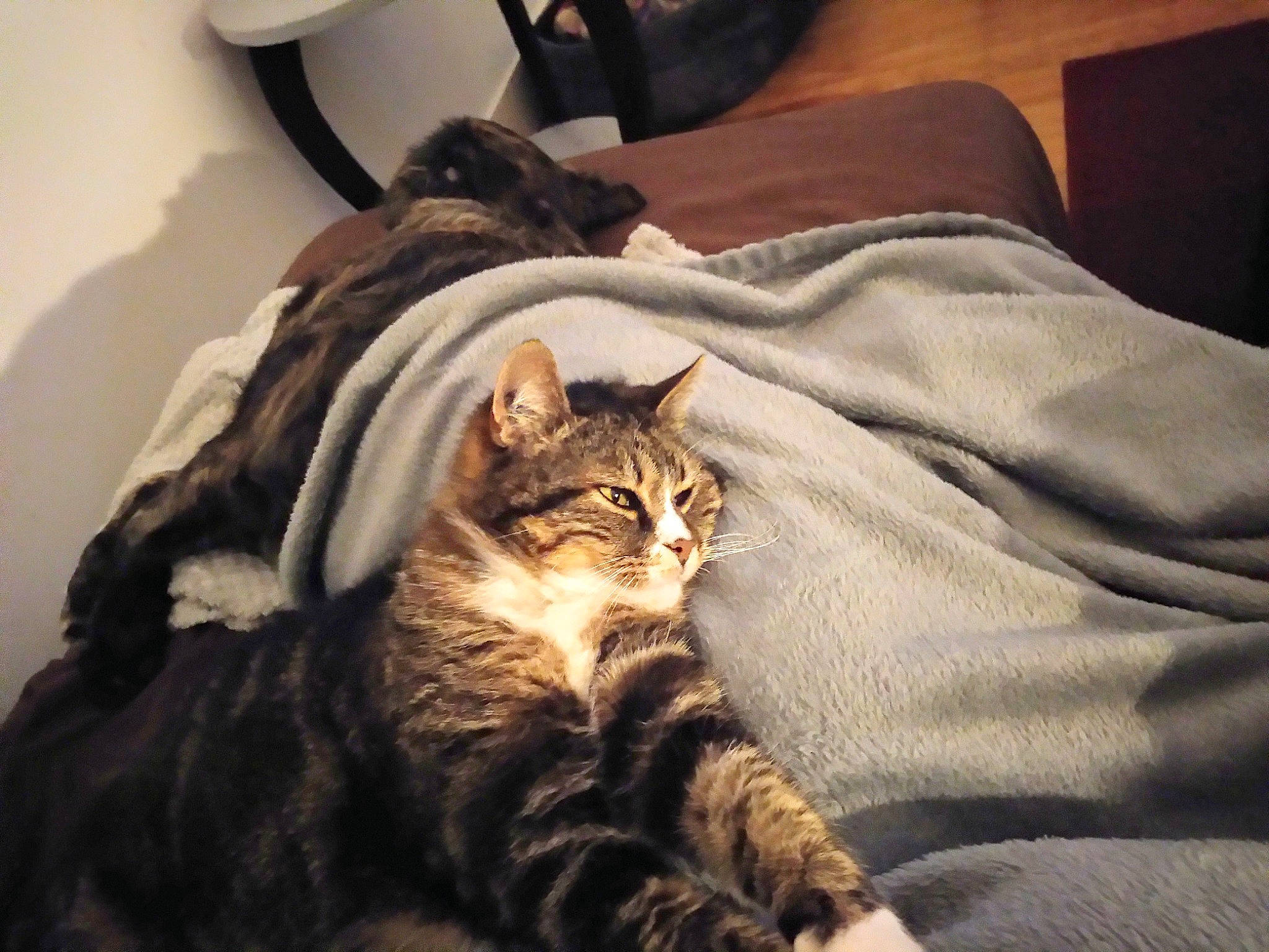 Macaron participe au concours pour gagner de l'argent avec cette photo : bed, bedding, carnivore, cat, claw, comfort, domestic_short_haired_cat, fawn, felidae, fur, nap, paw, room, sitting, small_to_medium_sized_cats, snout, tail, terrestrial_animal, whiskers, wood