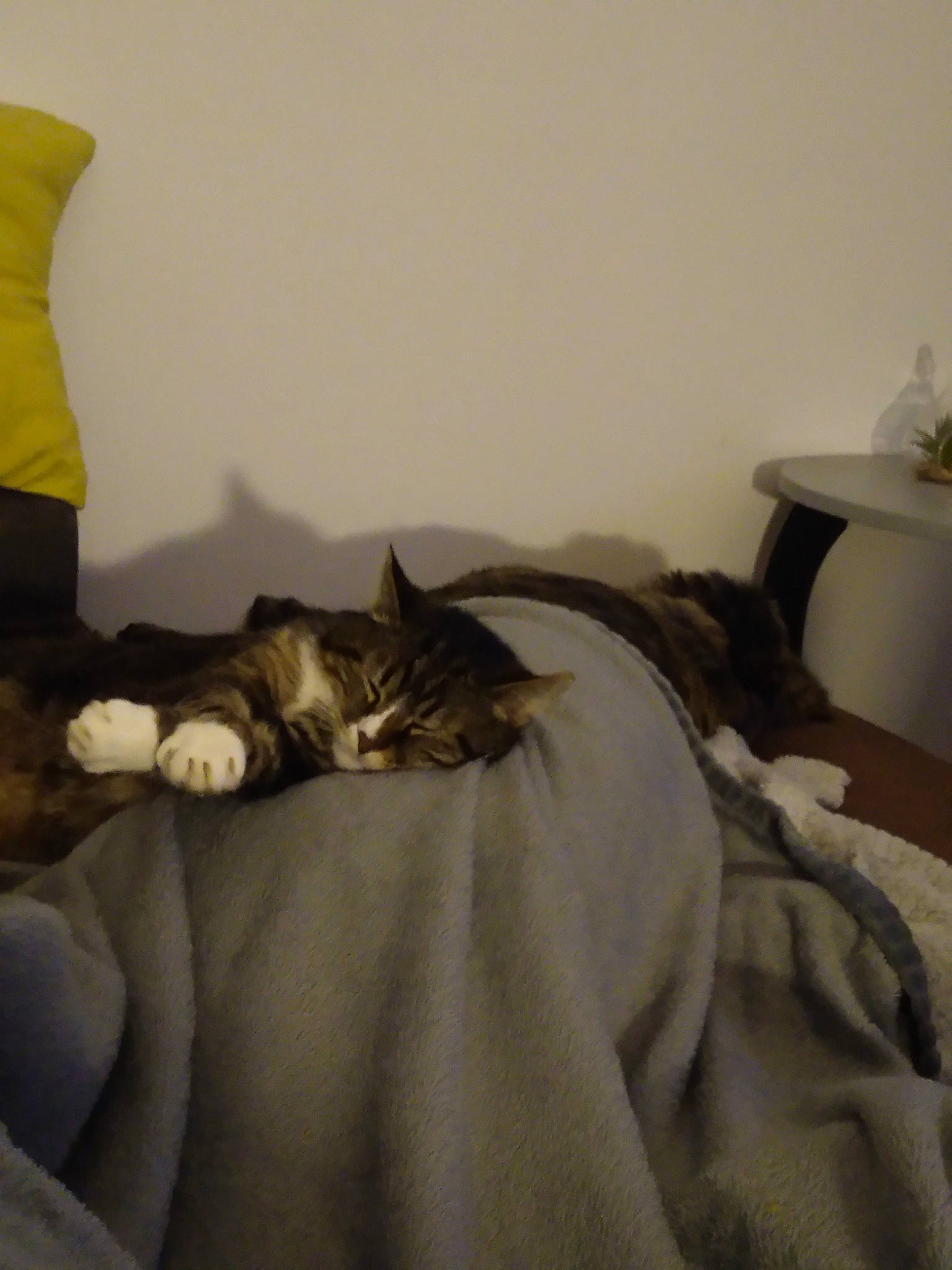 Macaron a rejoint le concours — aidez-le/la à gagner de superbes lots ! bed, bed_sheet, bedding, bedroom, carnivore, cat, comfort, felidae, fur, furniture, grey, hardwood, interior_design, linens, room, small_to_medium_sized_cats, tail, textile, whiskers, wood
