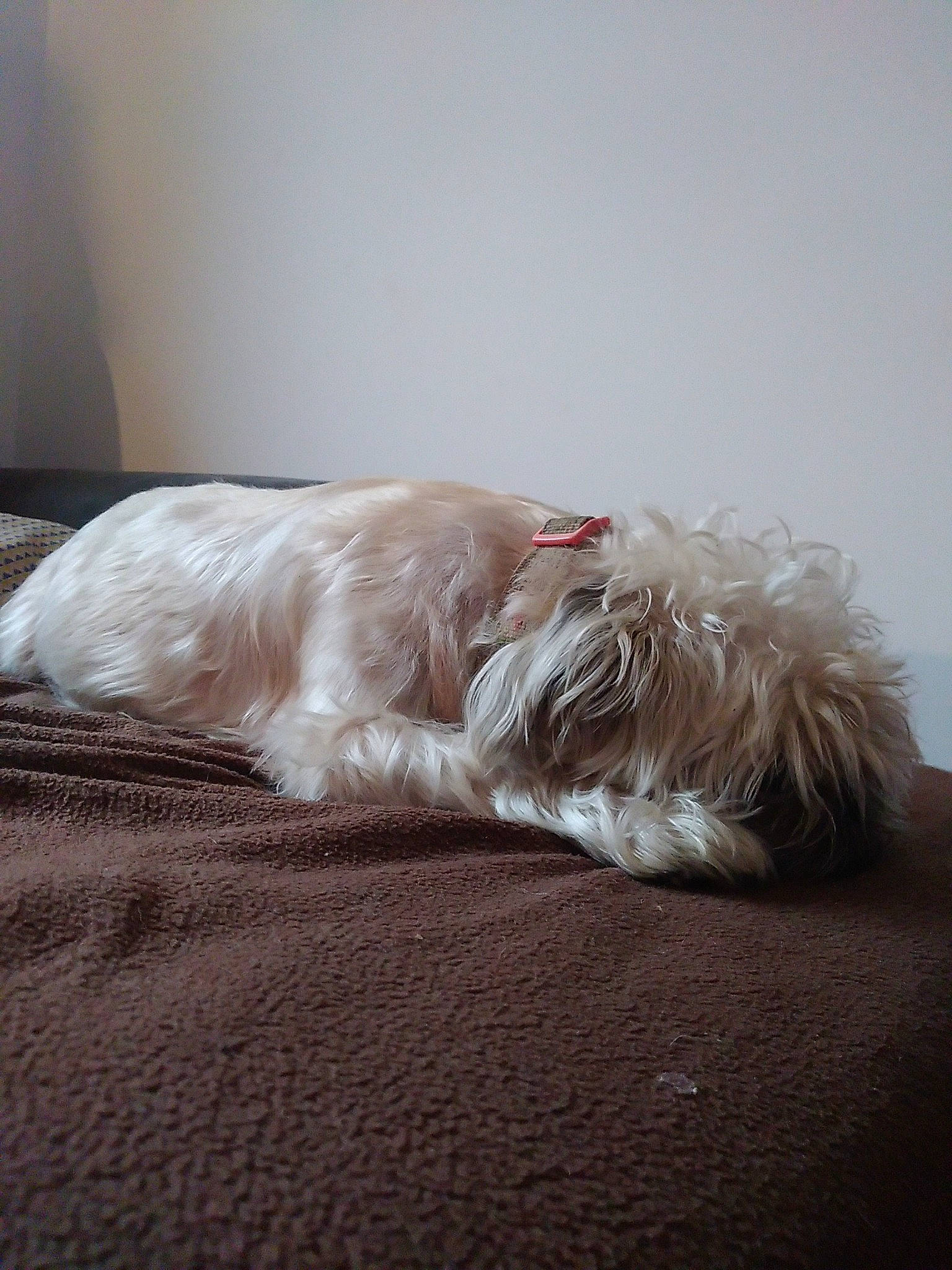 Cupidon participe au concours pour gagner de l'argent avec cette photo : canidae, carnivore, comfort, companion_dog, dog, dog_breed, dog_supply, fawn, flooring, fur, grey, hardwood, liver, mammal, snout, sporting_group, tail, terrier, toy_dog, working_animal