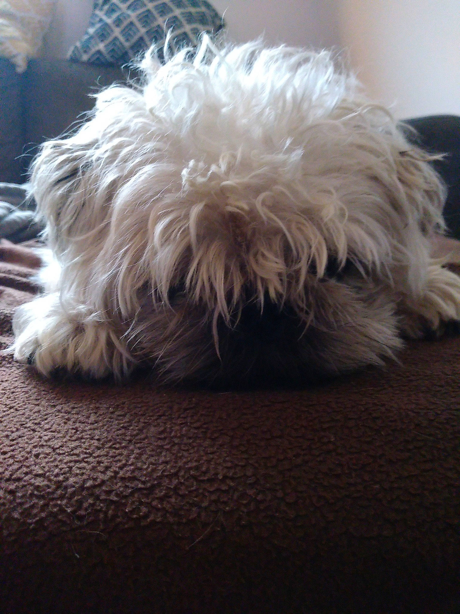 Cupidon participe au concours pour gagner de l'argent avec cette photo : carnivore, comfort, companion_dog, dog, dog_breed, fashion_accessory, feather, flooring, fur, nap, natural_material, paw, small_to_medium_sized_cats, snout, sporting_group, tail, tints_and_shades, whiskers, wood, working_animal