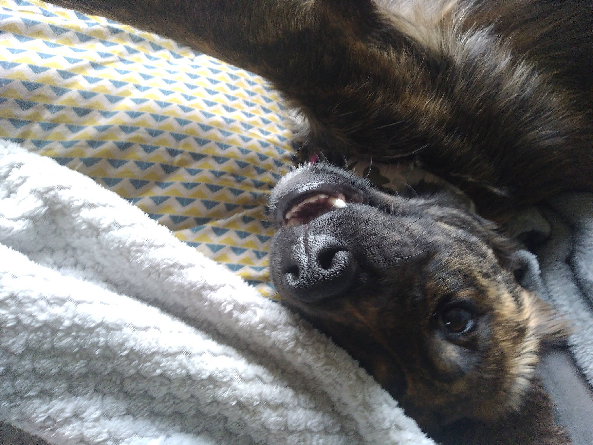 Riverse participe au concours pour gagner de l'argent avec cette photo : canidae, carnivore, claw, comfort, companion_dog, dog, dog_breed, fawn, fur, grey, guard_dog, linens, pattern, paw, snout, sporting_group, terrestrial_animal, whiskers, working_animal, working_dog