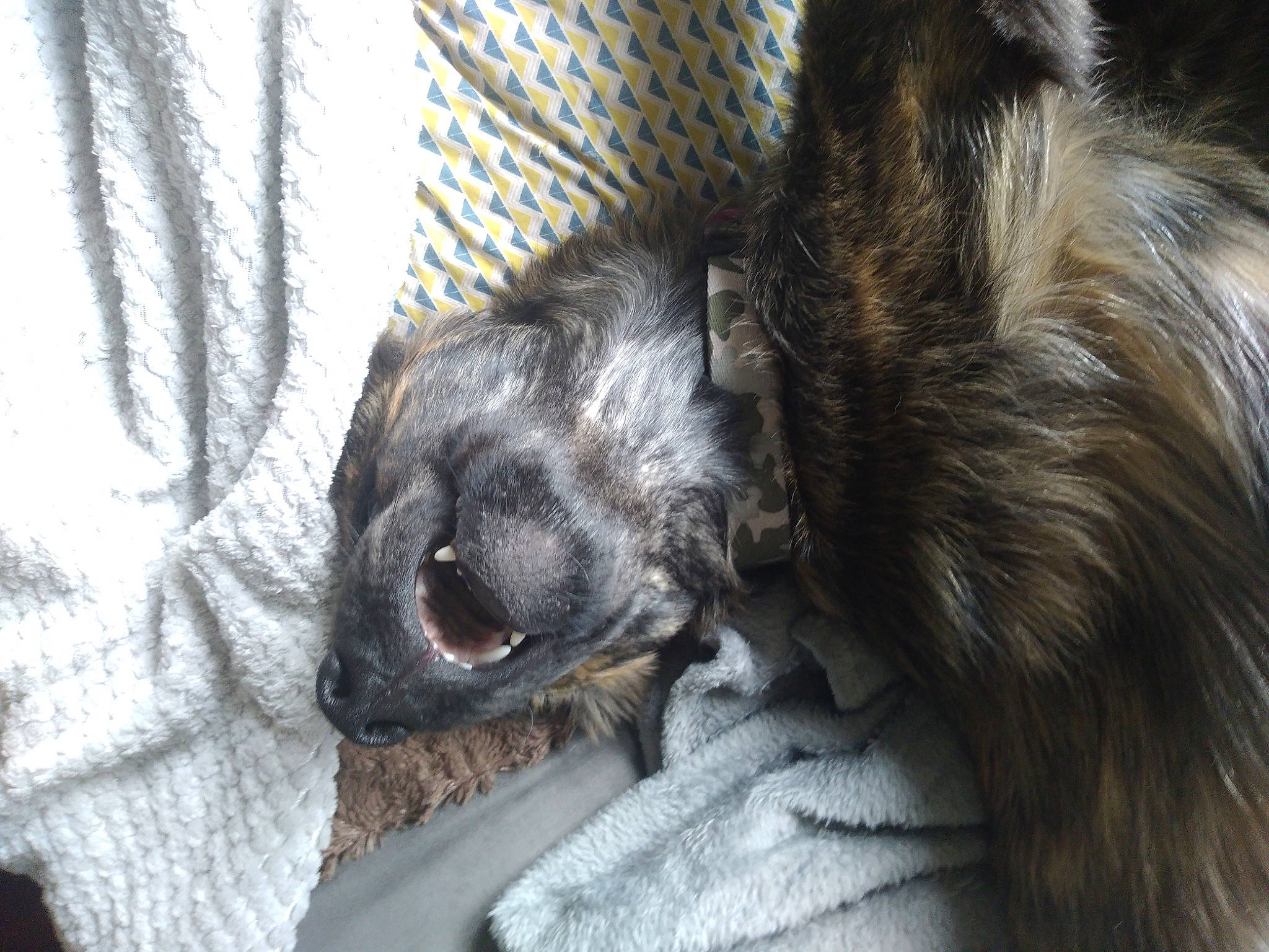 Riverse participe au concours pour gagner de l'argent avec cette photo : animal_shelter, carnivore, claw, comfort, companion_dog, dog, dog_breed, dog_crate, dog_supply, felidae, fur, liver, paw, schnauzer, small_to_medium_sized_cats, snout, sporting_group, terrier, toy_dog, whiskers