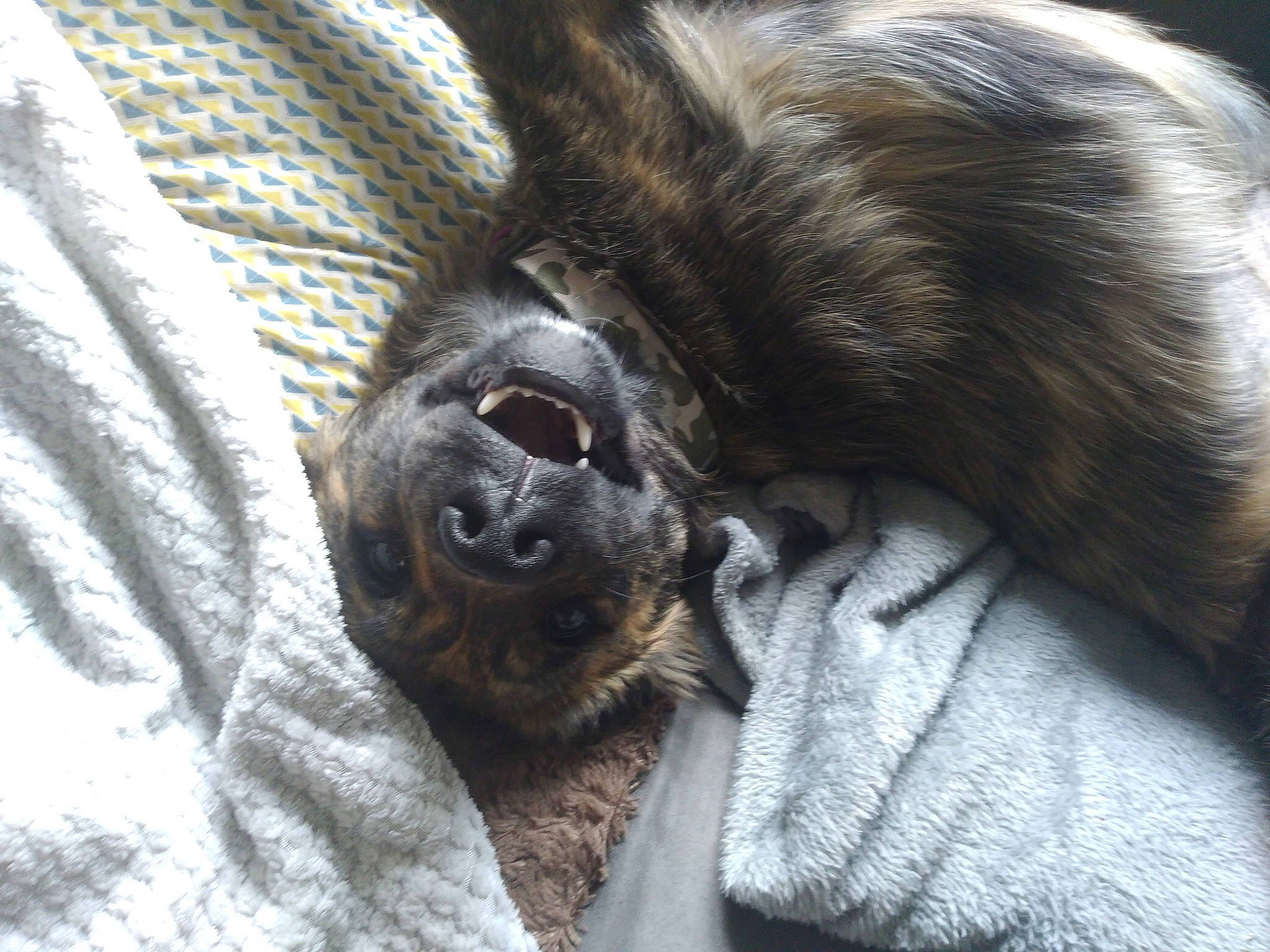 Riverse a rejoint le concours — aidez-le/la à gagner de superbes lots ! canidae, claw, close_up, comfort, companion_dog, dog, dog_breed, ear, fur, grey, liver, mammal, paw, terrestrial_animal, toy_dog, vertebrate, whiskers, working_animal, wrinkle