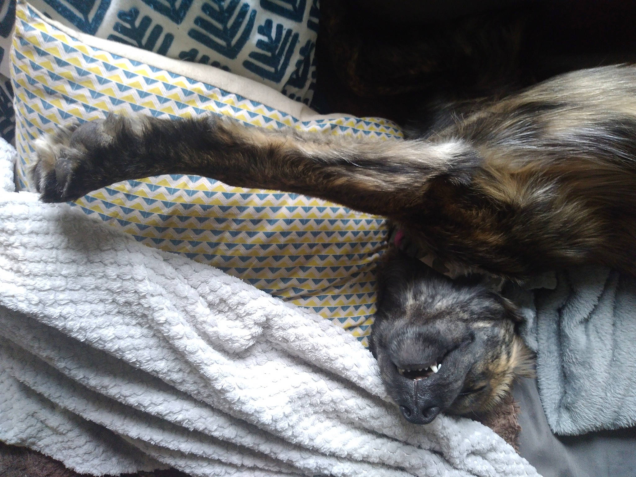 Riverse a rejoint le concours — aidez-le/la à gagner de superbes lots ! canidae, carnivore, claw, comfort, companion_dog, dog, dog_breed, fawn, felidae, fur, grey, linens, liver, pattern, small_to_medium_sized_cats, snout, sporting_group, tail, whiskers, wood