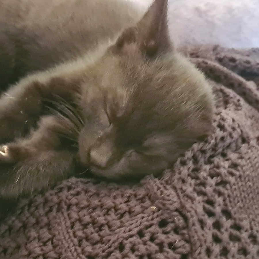 Zorro participe au concours pour gagner de l'argent avec cette photo : animal, blanket, cat, cushion, egyptiancat, homedecor, kitten, knitting, person, pet, quilt, siamese, sleeping