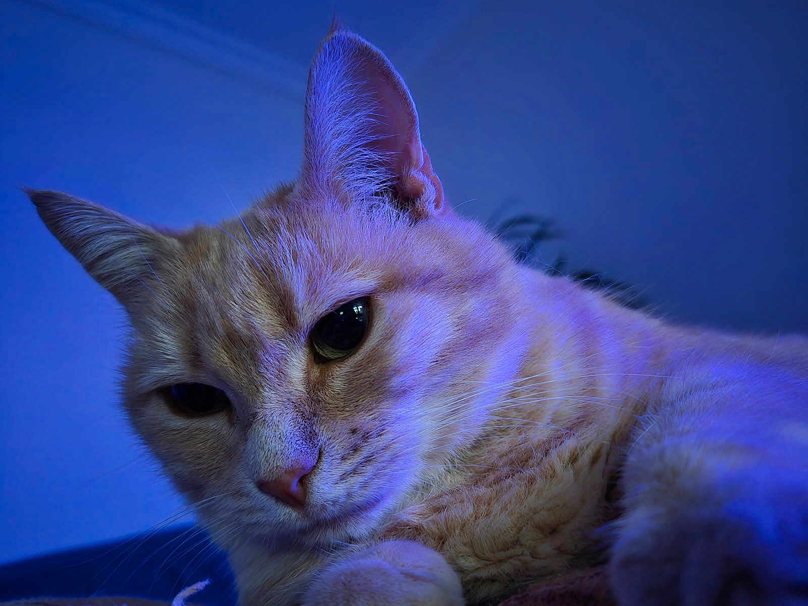 Chipie