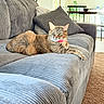 Sprinkles is registered to the contest to win money with this photo: cat, tabby_cat, gray_couch, pillows, indoor, living_room, carpet, furniture, relaxed, pet, green_eyes, domestic_animal, cozy, natural_light, home_interior, table, chair, plant, resting, fur
