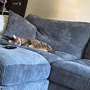 Sprinkles is registered to the contest to win money with this photo: cat, tabby, sleeping, pink_collar, couch, gray, plush, indoor, cozy, furniture, pet, resting, domestic_animal, living_room, relaxing, household, soft_texture, comfort, animal, nap