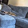 cat, tabby, sleeping, pink_collar, couch, gray, plush, indoor, cozy, furniture, pet, resting, domestic_animal, living_room, relaxing, household, soft_texture, comfort, animal, nap
