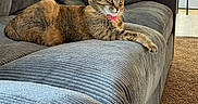 Sprinkles joined the competition — help win amazing prizes! cat, tabby_cat, couch, gray_couch, pillow, living_room, indoor, furniture, pet, relaxed, sunlight, window, carpet, table, chair, collar, domestic_cat, striped, animal, cozy