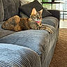 cat, tabby_cat, couch, gray_couch, pillow, living_room, indoor, furniture, pet, relaxed, sunlight, window, carpet, table, chair, collar, domestic_cat, striped, animal, cozy