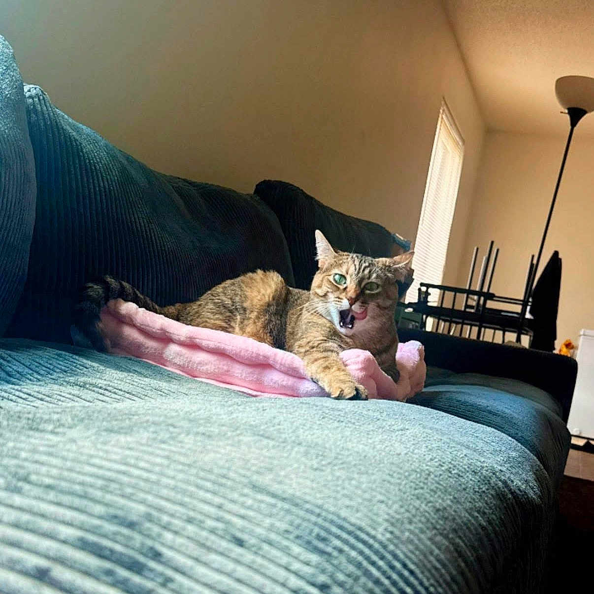 Sprinkles joined the competition — help win amazing prizes! cat, tabby_cat, blanket, couch, living_room, furniture, window, sunlight, tongue_out, relaxed, pet, indoor, cozy, home, playful, fur, animal, resting, daylight, curtains