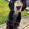 animal, backyard, black_and_tan, canine, curly_fur, daytime, dog, ears, fur, grass, muzzle, nature, outdoor, pet, playground, shadow, sitting, summer, sunlight, wooden_deck