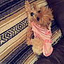 Sugar joined the competition — help win amazing prizes! dog, small_dog, pink_shirt, fluffy, curious_eyes, patterned_rug, brown_couch, indoor, pet, laying_down, fur, cozy, relaxed, cute, domestic_animal, companion, looking_up, resting, home, animal