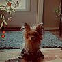 Sugar is registered to the contest to win money with this photo: dog, small_dog, plaid_shirt, indoor, rug, door, decorative_illustration, leafy_illustration, berry_illustration, pet, fur, sitting, cozy, home, floor, animal, cute, companion, portrait, brown
