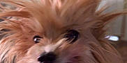 Sugar is registered to the contest to win money with this photo: dog, fluffy, hair, tongue, pet, indoor, motion_blur, cute, animal, closeup, playful, fur, tongue_out, face, expression, energetic, small_dog, adorable, furry, happy