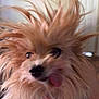 dog, fluffy, hair, tongue, pet, indoor, motion_blur, cute, animal, closeup, playful, fur, tongue_out, face, expression, energetic, small_dog, adorable, furry, happy