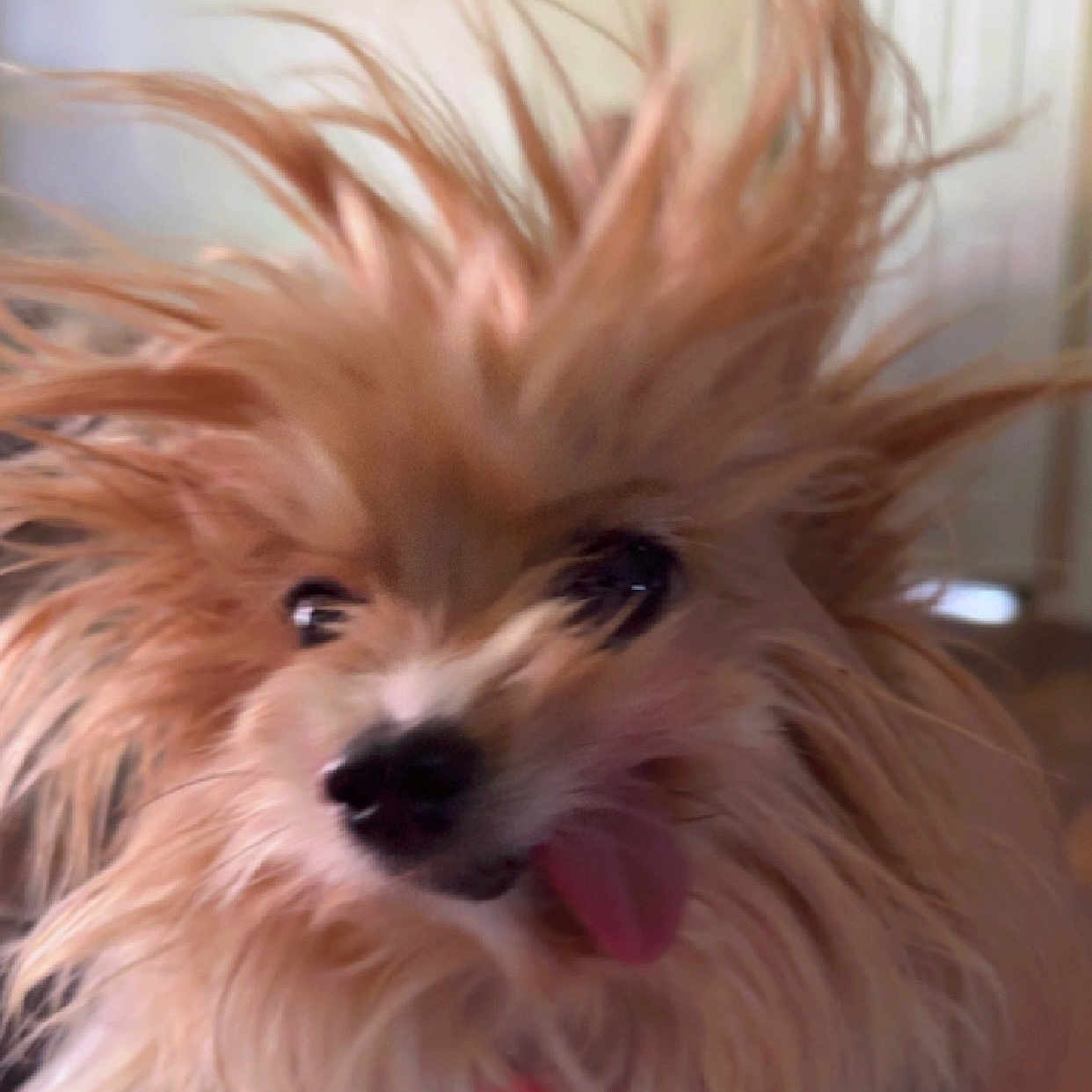 Sugar is registered to the contest to win money with this photo: adorable, animal, closeup, cute, dog, energetic, expression, face, fluffy, fur, furry, hair, happy, indoor, motion_blur, pet, playful, small_dog, tongue, tongue_out