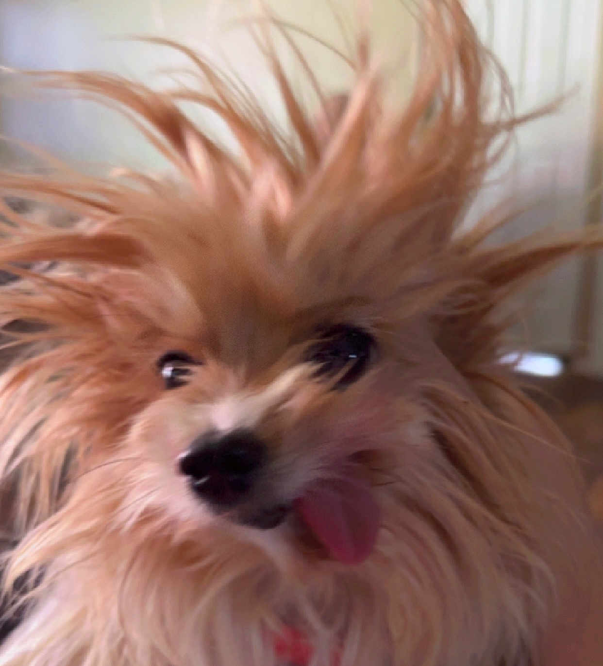 Sugar is registered to the contest to win money with this photo: dog, fluffy, hair, tongue, pet, indoor, motion_blur, cute, animal, closeup, playful, fur, tongue_out, face, expression, energetic, small_dog, adorable, furry, happy