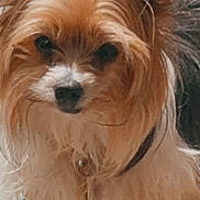 Sugar joined the competition — help win amazing prizes! dog, fluffy, long_hair, pet, animal, close_up, portrait, cute, brown, white, ears, face, nose, eyes, collar, indoor, decorative_flowers, colorful, whimsical, spring