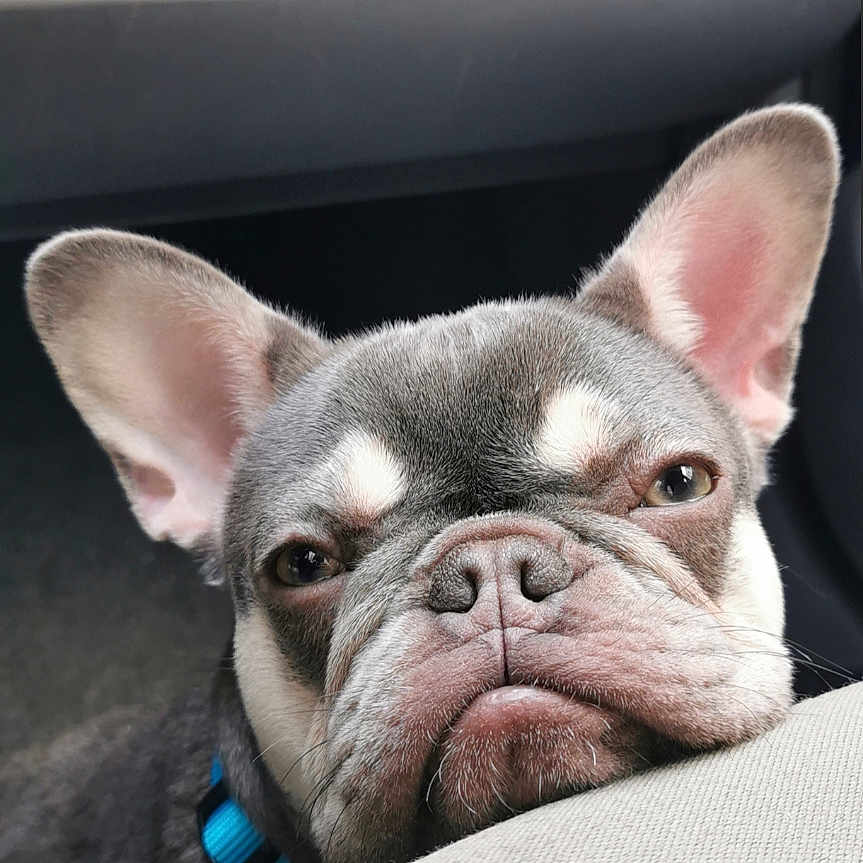 Blue participe au concours pour gagner de l'argent avec cette photo : animal, bostonbull, box, boxer, bulldog, canine, cat, dog, frenchbulldog, hound, person, pet, pitbull, puppy, sleeping, terrier, whitedog