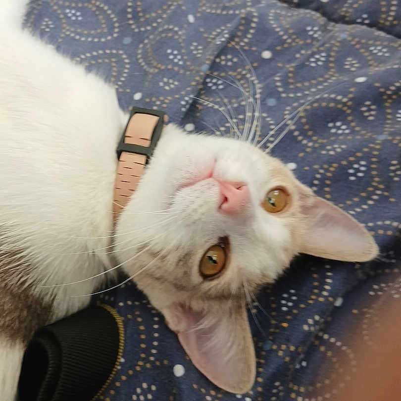 Cracotte participe au concours pour gagner de l'argent avec cette photo : cat, feline, white_fur, brown_fur, golden_eyes, pink_nose, collar, whiskers, ears, lying_down, upside_down, indoor, blanket, bed, patterned_fabric, close_up, pet, portrait, relaxed, photography