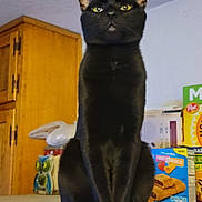 Osiris joined the competition — help win amazing prizes! animal, background, black_cat, cat, cereal_box, counter, curious, domestic_cat, ears, eyes, feline, food_box, fur, household, indoor, kitchen, pet, sitting, table, wooden_cabinet