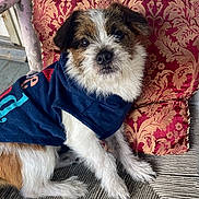 Penny joined the competition — help win amazing prizes! dog, puppy, pet, fur, sitting, clothing, shirt, chair, cushion, pattern, indoor, wood, face, eyes, cute, small_dog, furniture, texture, brown, white