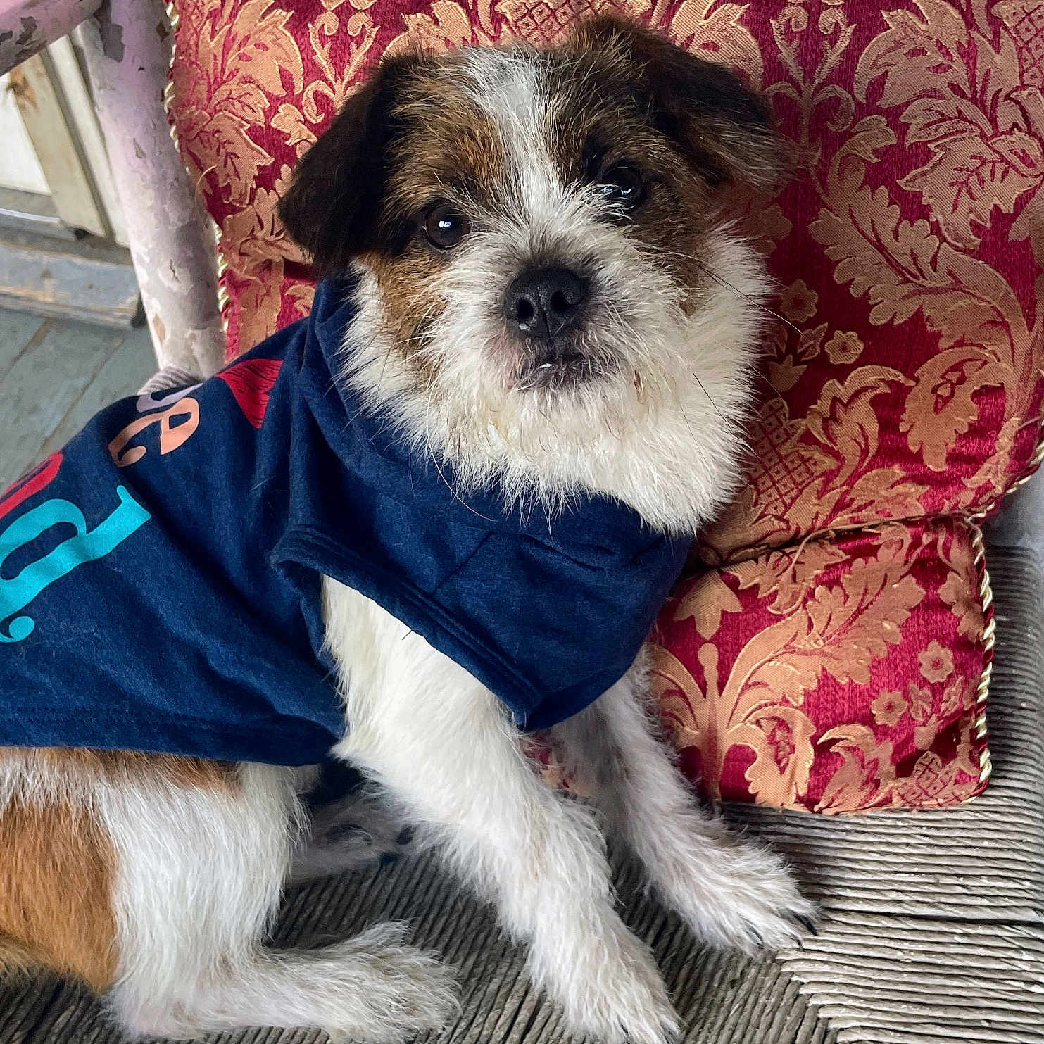 Penny joined the competition — help win amazing prizes! brown, chair, clothing, cushion, cute, dog, eyes, face, fur, furniture, indoor, pattern, pet, puppy, shirt, sitting, small_dog, texture, white, wood