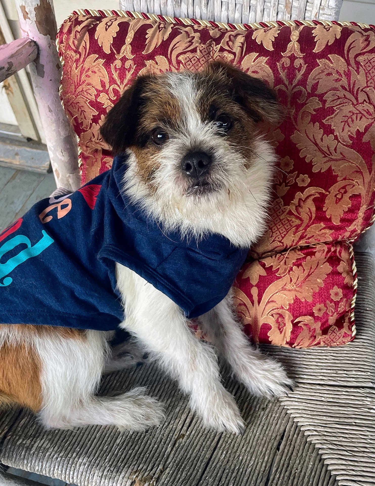 Penny joined the competition — help win amazing prizes! dog, puppy, pet, fur, sitting, clothing, shirt, chair, cushion, pattern, indoor, wood, face, eyes, cute, small_dog, furniture, texture, brown, white