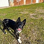 Zico a rejoint le concours — aidez-le/la à gagner de superbes lots ! dog, black_and_white_dog, pet, collar, tongue_out, happy, playful, outdoor, grass, gravel, bokeh, blurred_background, garage, graffiti, sunlight, portrait, looking_at_camera, ears_up, fur, cute
