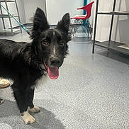 Zico a rejoint le concours — aidez-le/la à gagner de superbes lots ! dog, leash, indoor, floor, red_chair, shelf, shoe, tongue, ears, black_fur, white_paws, waiting_room, veterinary_clinic, smiling, happy, pet, looking_at_camera, shadow, tile_floor, metal_shelf