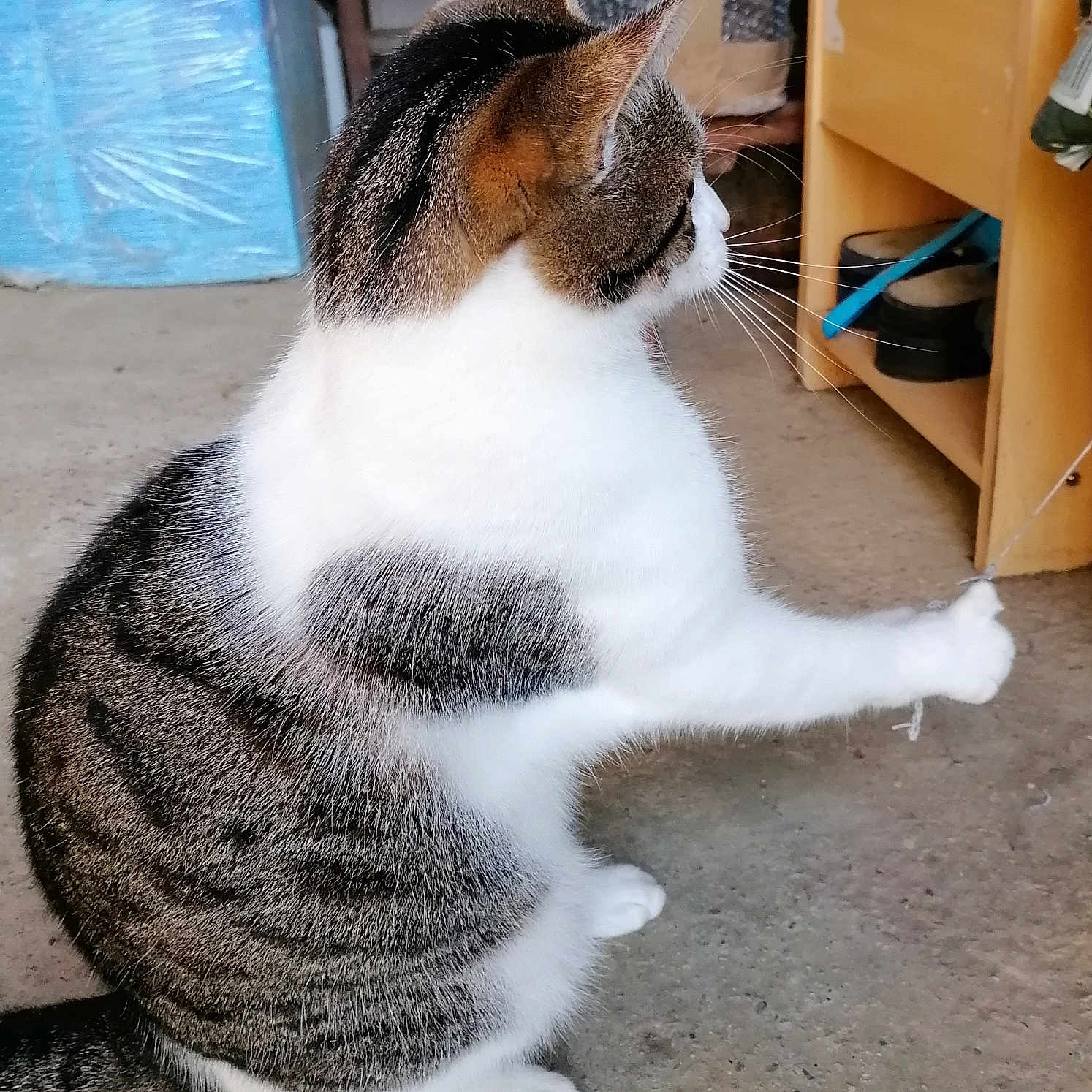 Newton a rejoint le concours — aidez-le/la à gagner de superbes lots ! abyssinian, animal, architecture, bookcase, building, cat, closet, cupboard, drawer, furniture, hardwood, indoors, kitten, livingroom, manx, person, pet, plywood, shelf, wood