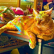 Master Jericho joined the competition — help win amazing prizes! animal, cat, cluttered_background, colorful, cozy, domestic_animal, feline, fur, household, indoor, orange_cat, pet, rainbow_light, reflection, relaxed, resting, sunlight, table, whiskers, wooden_table