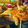 animal, cat, cluttered_background, colorful, cozy, domestic_animal, feline, fur, household, indoor, orange_cat, pet, rainbow_light, reflection, relaxed, resting, sunlight, table, whiskers, wooden_table